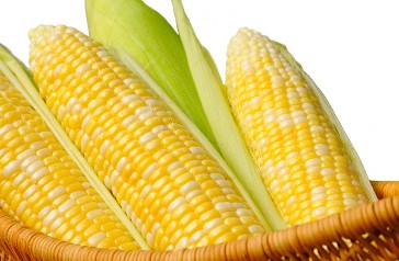 Sweet Corn